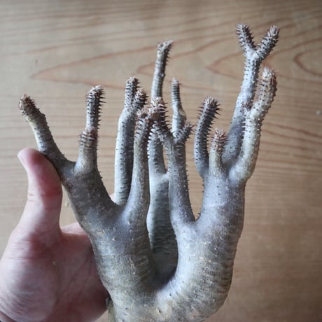 パキポディウム  マカイエンセ    Pachypodium Makayense   no.630PM4