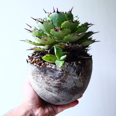 アガベ   ポタトラム     Agave potatorum    no.72104