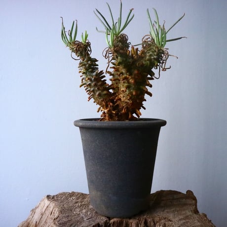 チレコドン   ワリチー     Tylecodon wallichii No.016