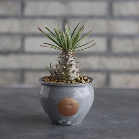 Pachypodium gracilius × N/OH (2.5号)  no.706-36