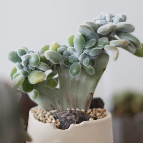 ECHEVERIA PULVINATA FROSTY × N/OH (3号)  no.1214/44