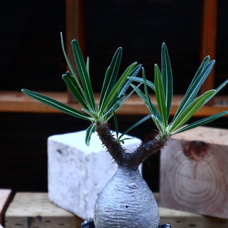 パキポディウム  グラキリス／Pachypodium  gracilius    no.72517