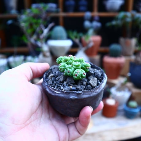 マミラリア ボカサナフレッド／Mammillaria bocasana cv. Fred     no.71855