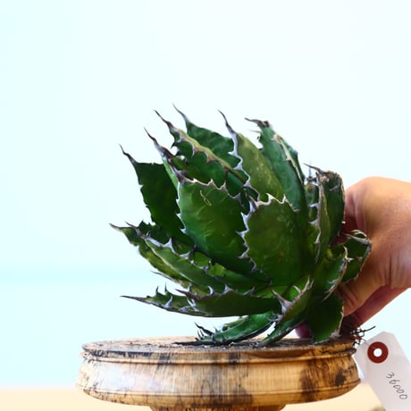 Agave horrida / Style of Chika   no.1015/63