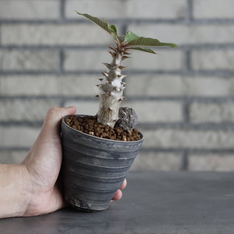 Pachypodium baronii × Yuta Uchida / humanity pot (3号)  no.706-21