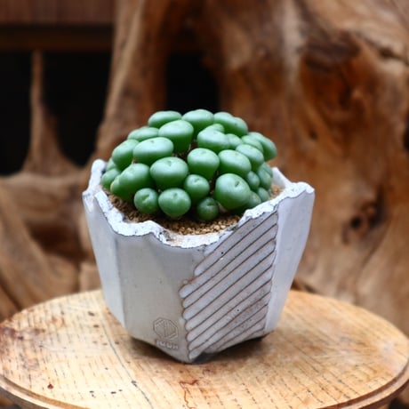 コノフィツム ペアルソニー / Conophytum  pearusoni       no.31224