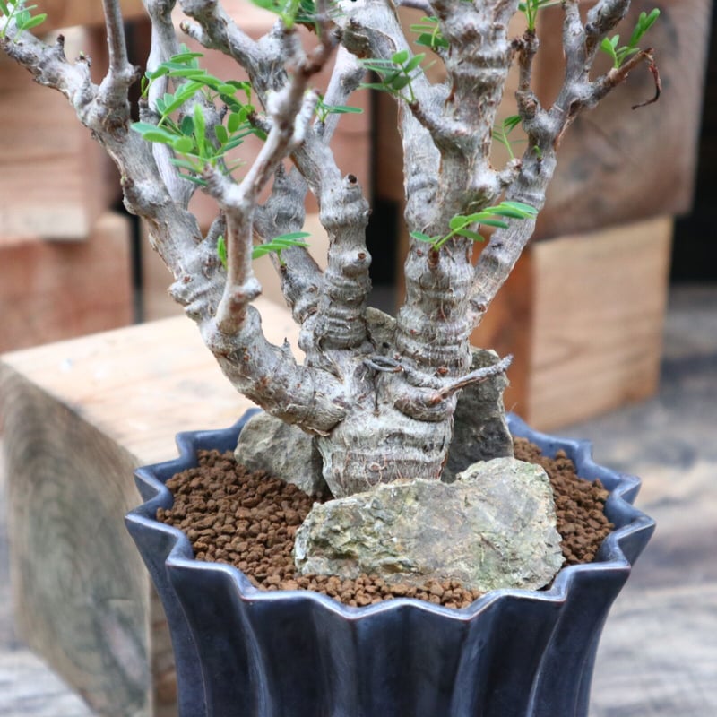 センナ メリディオナリス センナ メリディオナリス／Senna meridionalis no.91804 | 芽の巣山