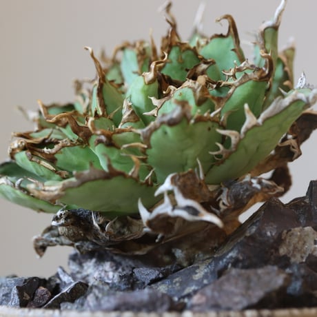 Agave titanota filigree Devil × YAMABACHI var. takero pot (3号鉢)  no.412-31