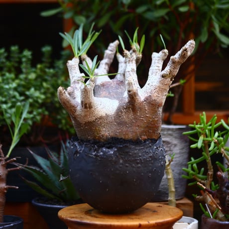 パキポディウム  イノピナツム／Pachypodium Inopinatum   no.91210