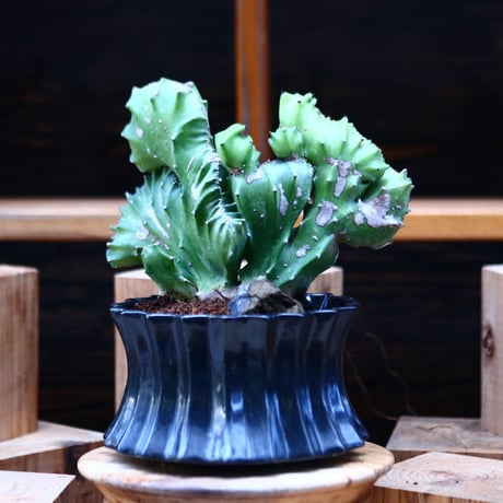 ユーフォルビア   マカイキリン／Euphorbia triangularis crist   no.1226105