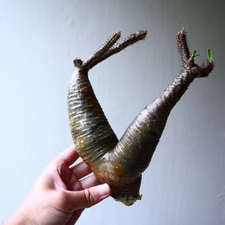 パキポディウム グラキリス 2頭 Pachypodium rosulatum var. gracilius no.70709