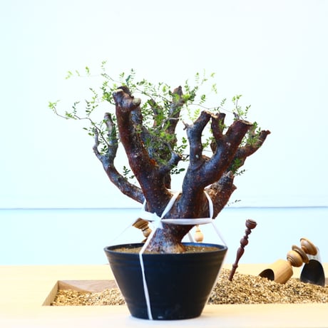大株　コミフォラ　モンストローサ　美株 コミフォラ モンストローサ🌳 #コミフォラモンストローサ