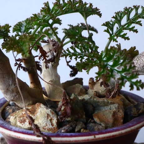 ペラルゴニウム   カルノーサム   Pelargonium carnosum  No.010