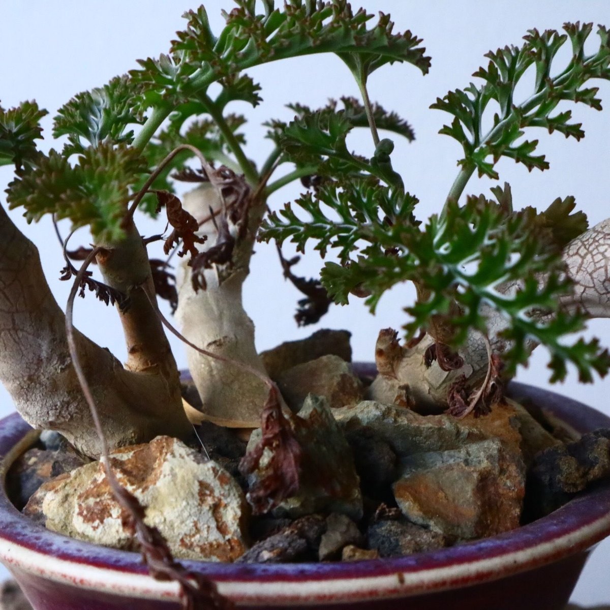 ペラルゴニウム カルノーサム Pelargonium carnosum No.010