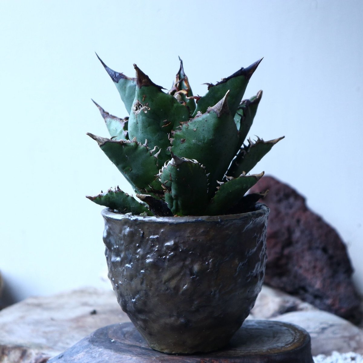 アガベ チタノタ FO-76 Agave titanota 