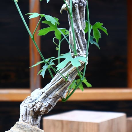 コラロカルプス    グロメルリフロルス ／ Corallocarpus glomeruliflorus    no.61934