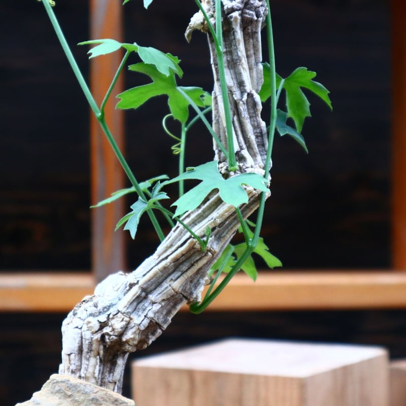 コラロカルプス グロメルリフロルス ／ Corallocarpus glomerulif