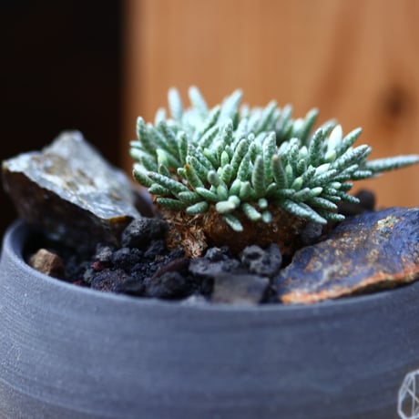 アボニア   クイナリア   アルストニー  赤花／Avonia quinaria ssp. alstonii    no.11647