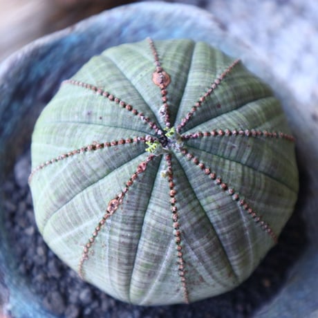 ユーフォルビア  オベサ ♀ Euphorbia obesa　no.51927