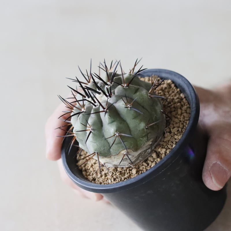 Copiapoa cinerea / 黒王丸 (3号鉢) no.913/41 | 芽の巣山