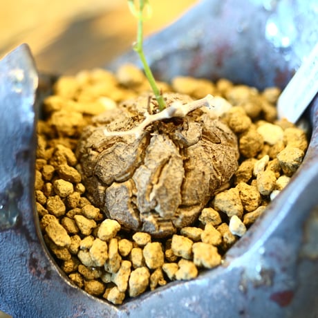 Dioscorea elephantipe × Kazuhiro Arima    no.123112