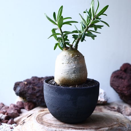 パキポディウム  サキュレンタム    Pachypodium Succulentum  no.004