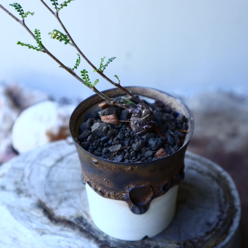 オペルクリカリア ヒファエノイデス 根差し Operculicarya hyp