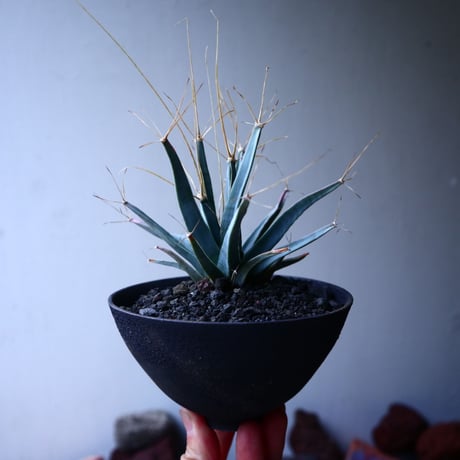 レウクテンベルギア  晃山    Leuchtenbergia principis  no.32910