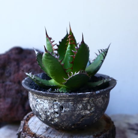 アガベ ホリダ   Agave horrida   no.72805