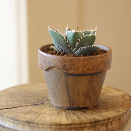 Agave titanota South African Diamond "SAD" × YAMABACHI var. Masato Akutsu  no.112-10