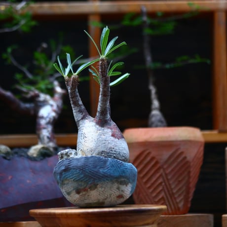 パキポディウム  グラキリス ／Pachypodium  gracilius     no.101034
