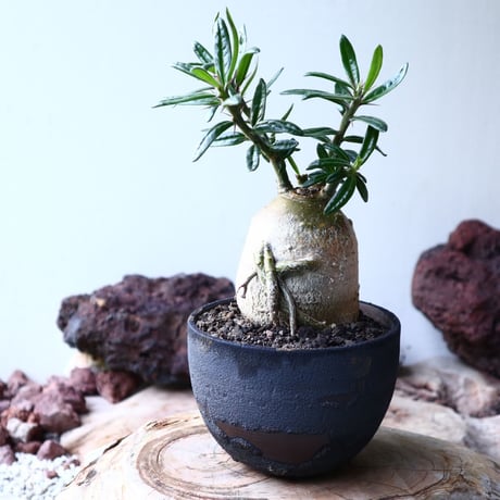 パキポディウム  サキュレンタム    Pachypodium Succulentum  no.004
