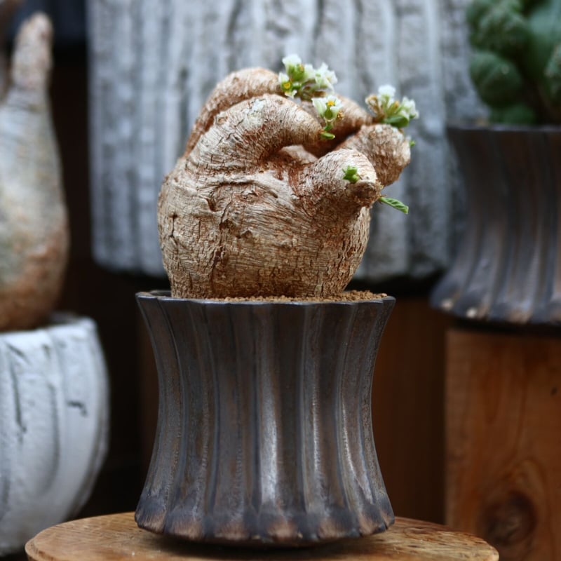 ユーフォルビア プリムリフォリア / Euphorbia primulifolia