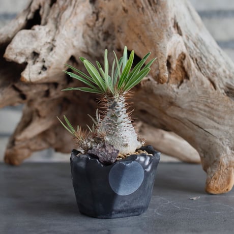 Pachypodium gracilius (BANKSIA WORKS ) × N/OH (2.5号)  no.622-11