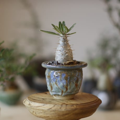 Pachypodium cactipes × P＆A (3号)  no.1123/38