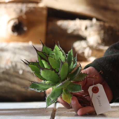 U.S. horrida (Agave horrida) / Style of Chika　no.1203-13