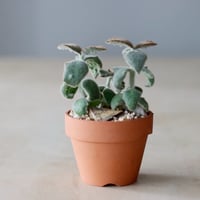 マンガベ トゥースフェアリー／Mangave tooth fairy no.91239