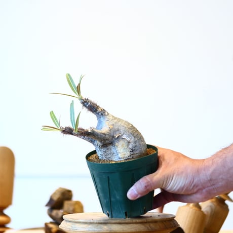 パキポディウム  グラキリス / Pachypodium  gracilius   no.52817