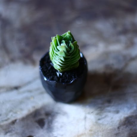 クラッスラ  キムナッチー  Crassula Kimnachii   no.70512