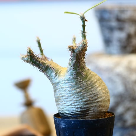 Pachypodium gracilius   no.32434