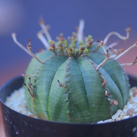 ユーフォルビア  バリダ  ♀    Euphorbia valida    no.20729