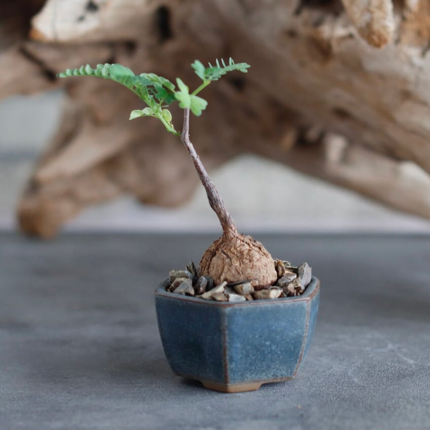 Elephantorrhiza praetermissa × 陶器鉢 (2号) no.629