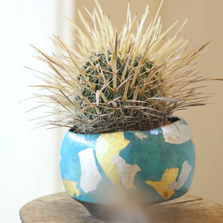 Echinofossulocactus lloydii × Norikatsu Sato  no.112-16