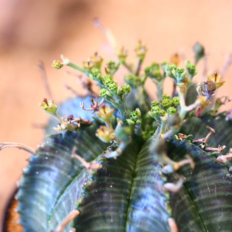 ユーフォルビア  バリダ♀ / Euphorbia valida    no.51461