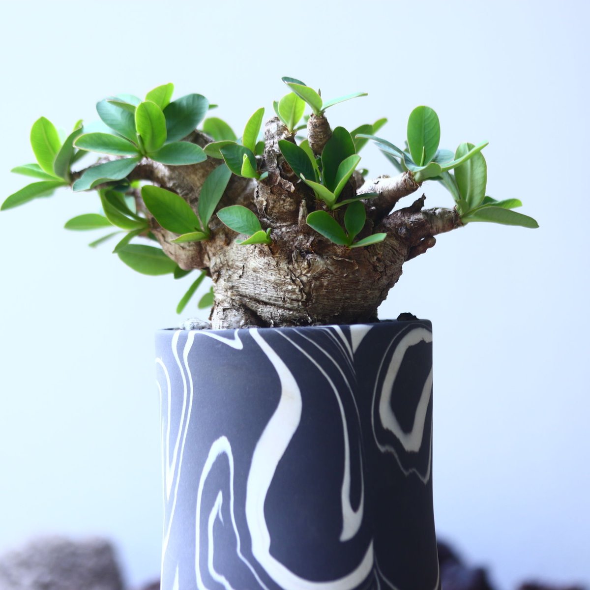 ユーフォルビア イトレメンシス Euphorbia itremensi no.5