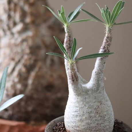 Pachypodium gracilius × たけろうポット    no.51221