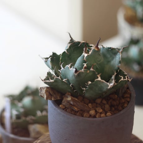 agave titanota caesar × N/OH  no.90120