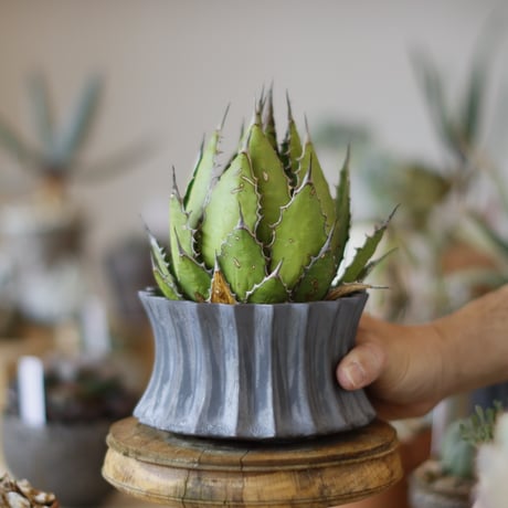 Agave horrida × soso (4号)  no.1214/19