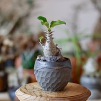 たけろうポット/ チギリ / スミ / LL no.623-74 | 芽の巣山