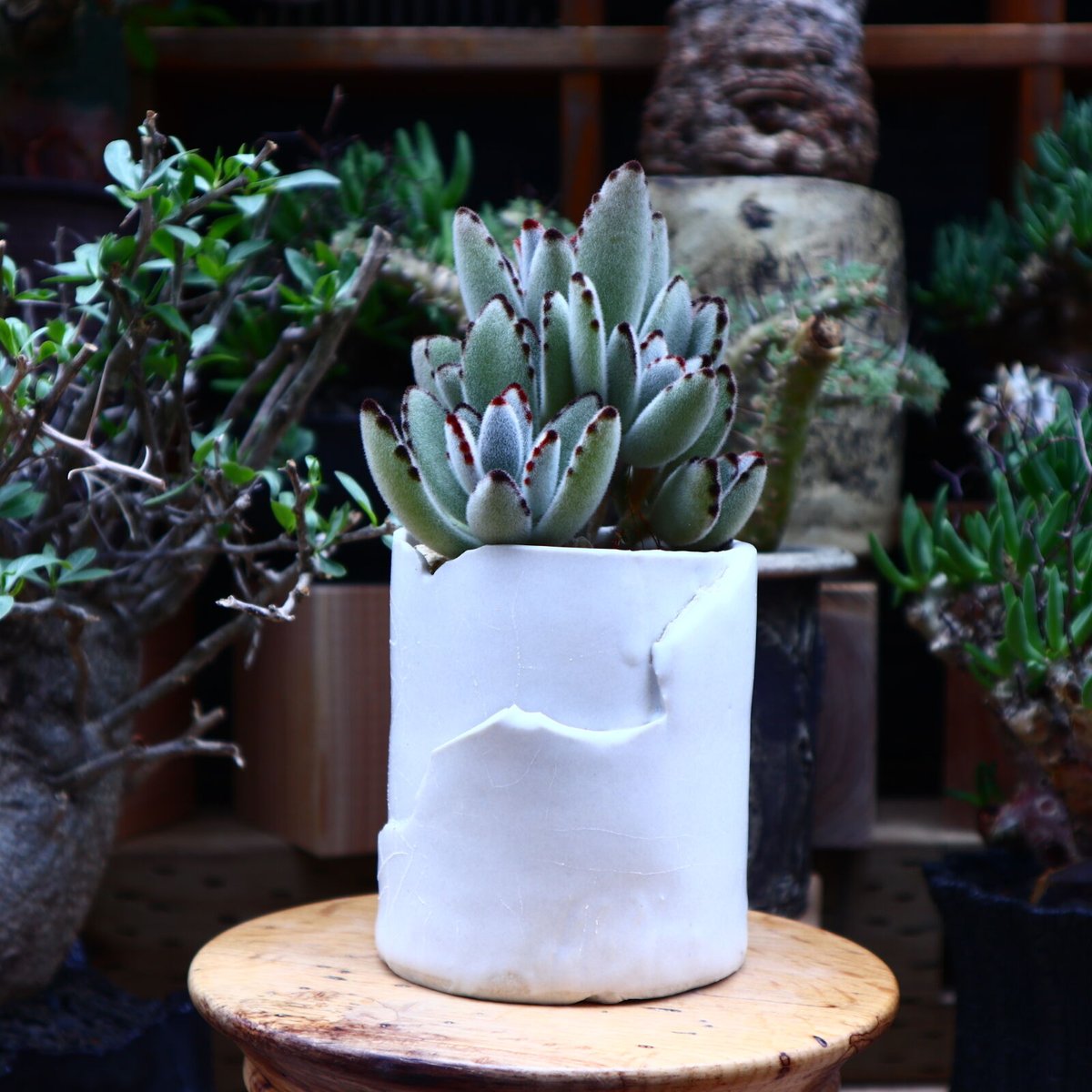 カランコエ トメントーサ 月兎耳／Kalanchoe tomentosa no.606